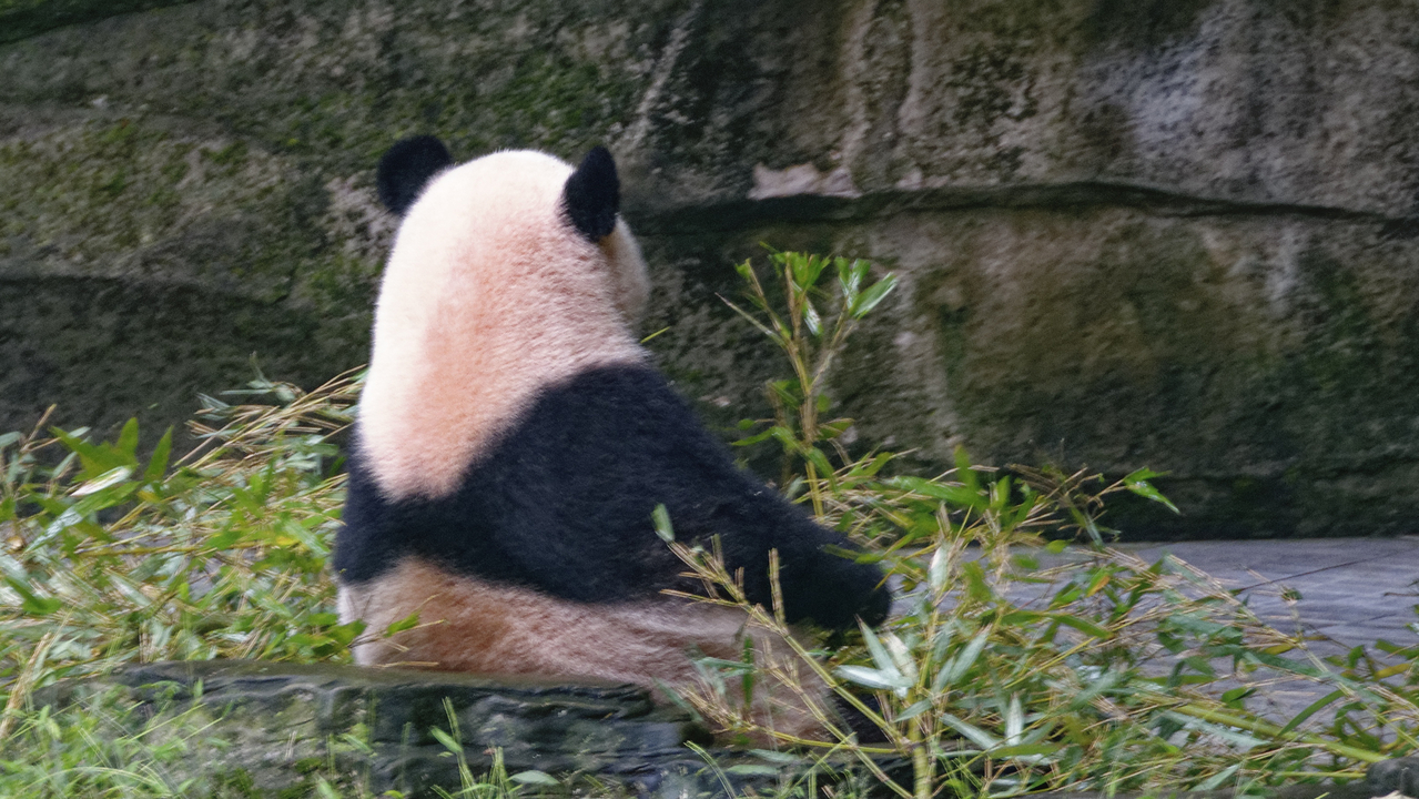 20161106 143622•Zoo Pandas•Jiulongpo District•Chongqing•China